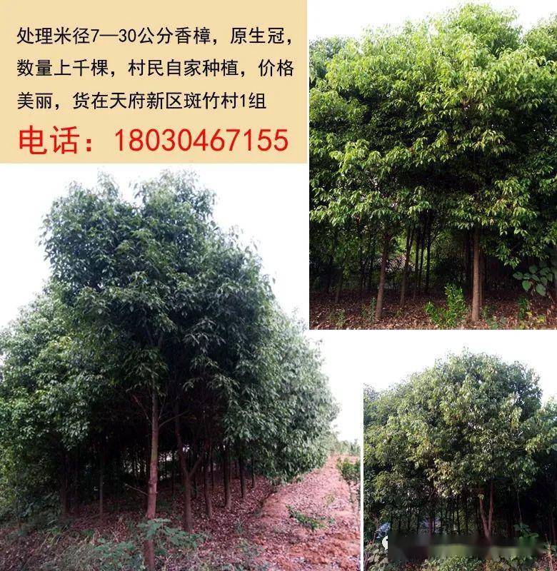 最新苗木免费求购信息汇总与观点论述