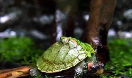 养龟最新动态与资讯，掌握养龟最新消息🐢