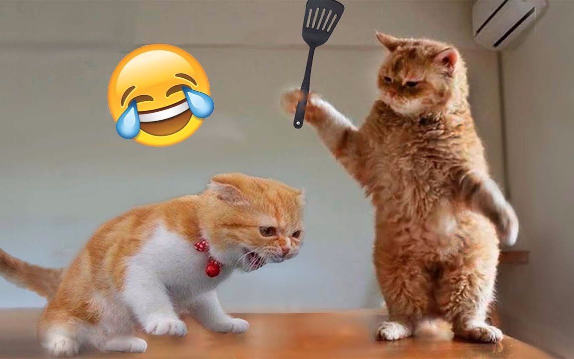 最新猫咪趣事，萌猫欢乐时刻